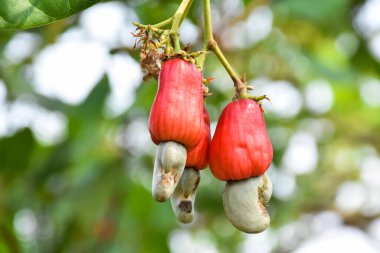 Dallara asılı kırmızı kaju fıstığı elması meyveleri çiftçiler tarafından hasat edilmeye hazır. Yumuşak ve seçici odak.