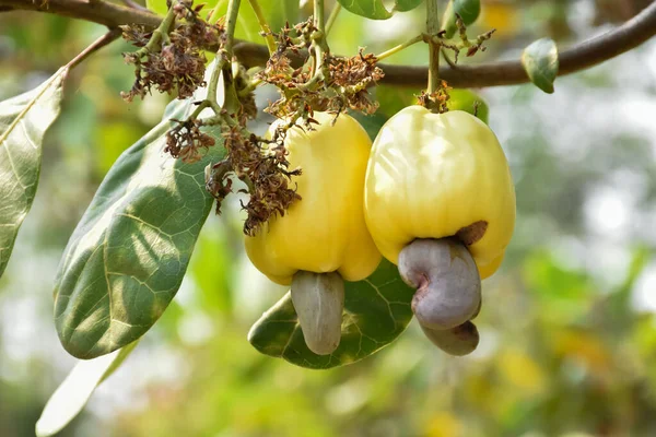 Gele Rijpe Cashewnoten Appelvruchten Opknoping Takken Klaar Worden Geoogst Door — Stockfoto