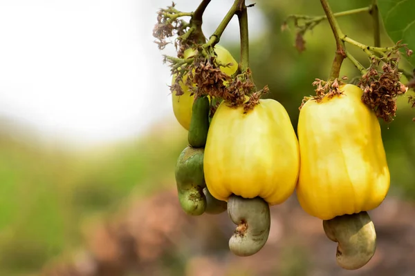 Gele Rijpe Cashewnoten Appelvruchten Opknoping Takken Klaar Worden Geoogst Door — Stockfoto