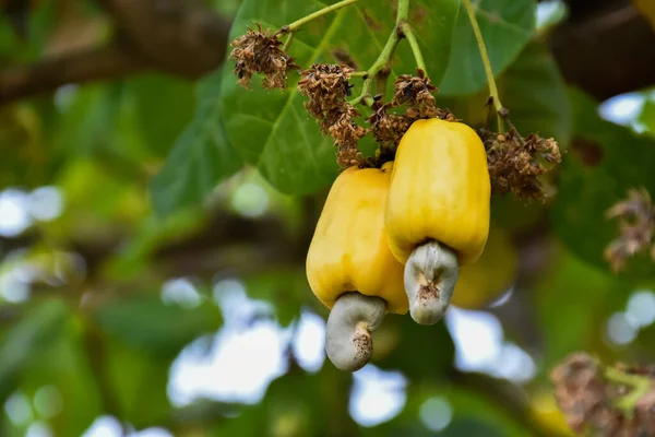 Yellow Ripe Cashew Apple Fruits Hanging Branches Ready Harvested Farmers — Stock Photo, Image