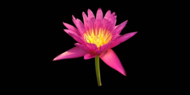 İzole edilmiş tek bir menekşe cüce nilüfer çiçeği ve kırpma yolları.