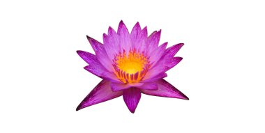 İzole edilmiş tek bir menekşe cüce nilüfer çiçeği ve kırpma yolları.