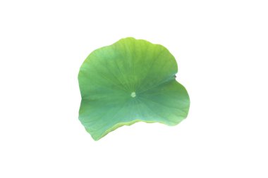 İzole edilmiş küçük su nilüferleri ya da kesme yolları olan nilüfer yaprakları..