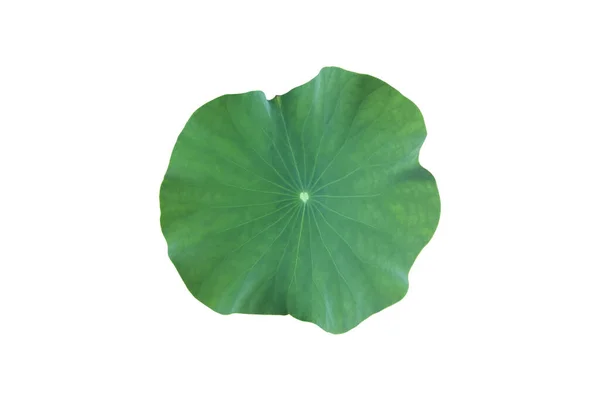 Geïsoleerde Kleine Waterlelie Lotusblad Met Knippaden — Stockfoto