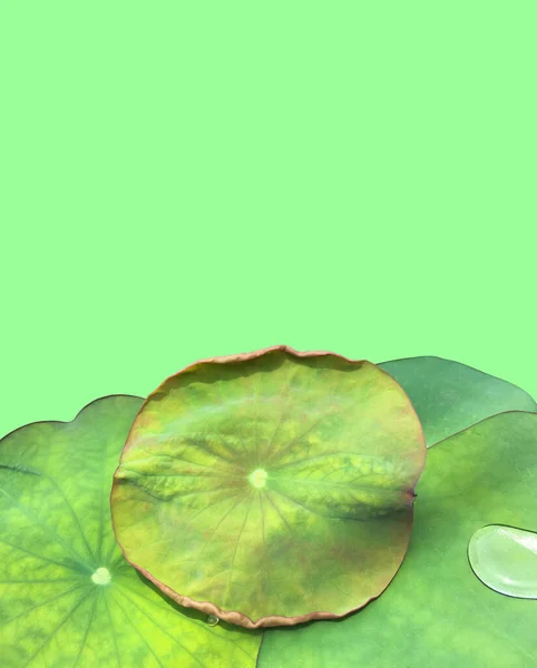 Isolated Small Potted Waterlily Lotus Leaf Clipping Paths — Stock Photo, Image