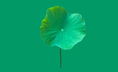 İzole edilmiş küçük su nilüferleri ya da kesme yolları olan nilüfer yaprakları..