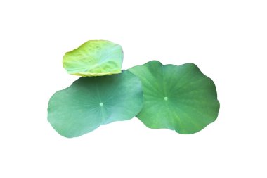 Ayrı su nilüferleri ya da kesme yolları olan nilüfer yaprakları.