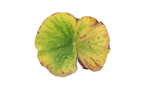Isolated Old Rotten Waterlily Lotus Leaf Clipping Paths — Stock Photo, Image