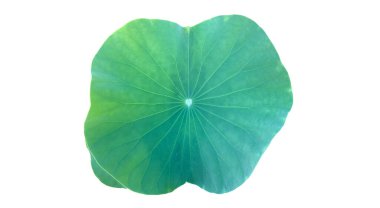 Ayrı su nilüferleri ya da kesme yolları olan nilüfer yaprakları.