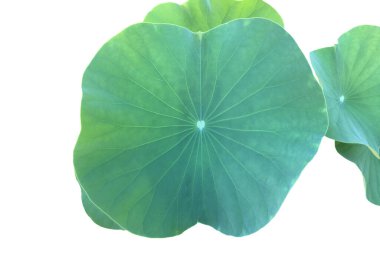 Ayrı su nilüferleri ya da kesme yolları olan nilüfer yaprakları.