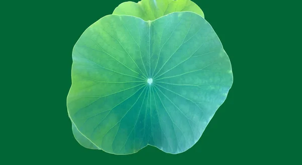 Vereinzelte Seerosen Oder Lotusblätter Mit Schnittpfaden — Stockfoto