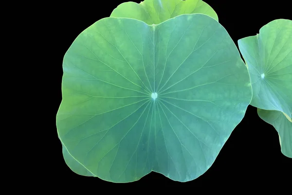 Isolated Waterlily Lotus Leaves Clipping Paths — Stock Photo, Image