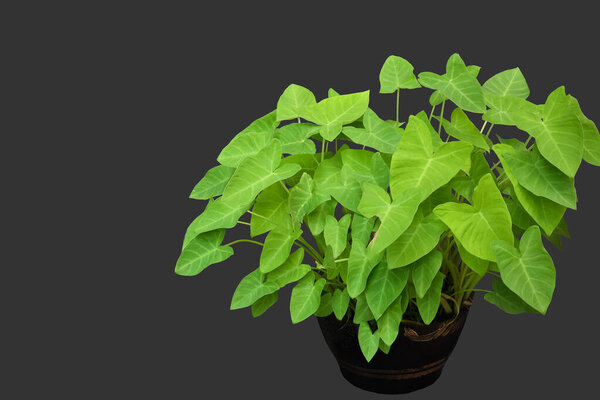 Изолированная колоказия esculenta или aquatilis hassk с обрезкой путей.