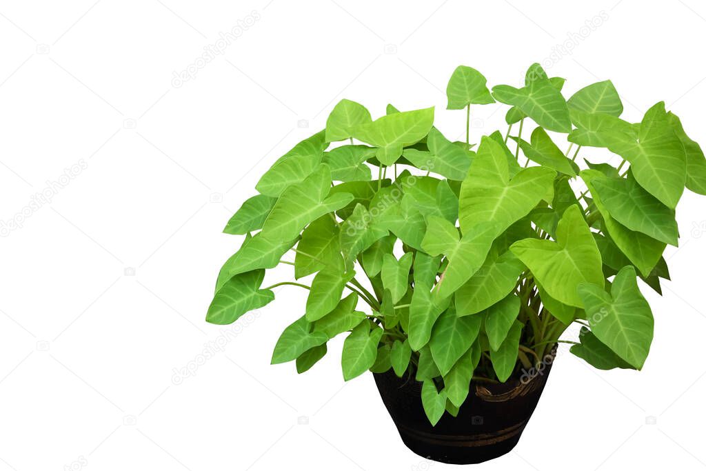 Isolated colocasia esculenta or aquatilis hassk with clipping paths.