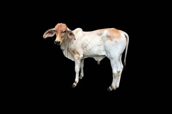 一只亚洲年幼的小牛犊 白色和褐色分开在白色背景上 有剪路 复制空间 — 图库照片