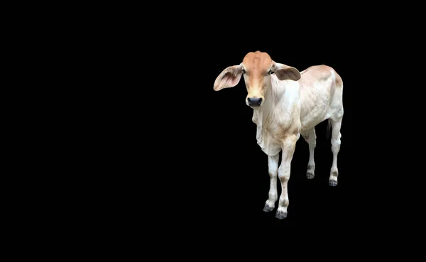 Vaca Brahman Bastardo Isolado Com Caminhos Clippig — Fotografia de Stock