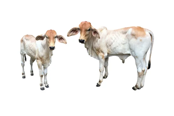 Vaca Brahman Bastardo Isolado Com Caminhos Clippig — Fotografia de Stock
