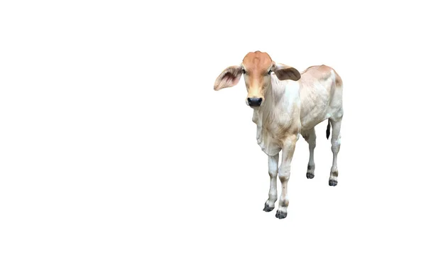 Izolovaná Svině Brahman Kráva Klippig Stezkami — Stock fotografie