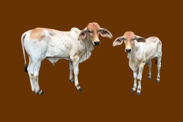 Isolated Bastard Brahman Cow Clippig Paths — Stock Photo, Image