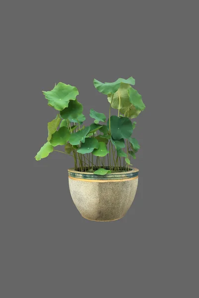Plante Isolée Nénuphar Lotus Dans Pot Soluble Avec Des Chemins — Photo
