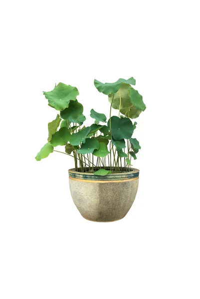 Plante Isolée Nénuphar Lotus Dans Pot Soluble Avec Des Chemins — Photo