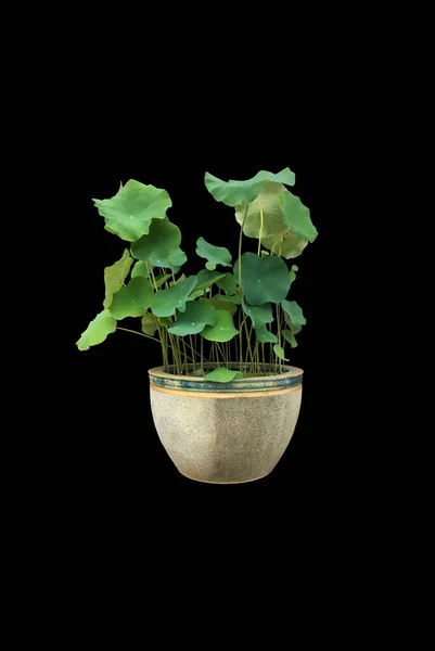 Plante Isolée Nénuphar Lotus Dans Pot Soluble Avec Des Chemins — Photo