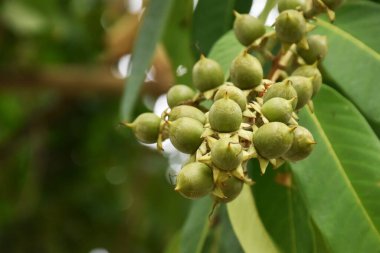 Lagerstroemia floribunda tohumları, bulanık arkaplan. Yumuşak ve seçici odak.