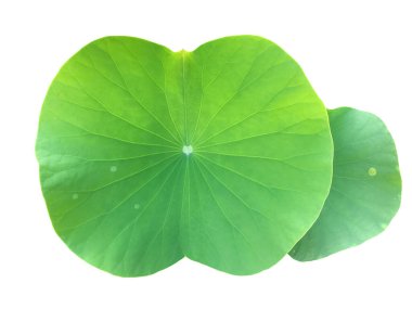 Kesme yolları olan genç bir nilüfer yaprağını izole ettim..