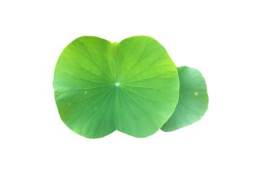 Kesme yolları olan genç bir nilüfer yaprağını izole ettim..