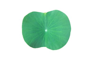 Kesme yolları olan genç bir nilüfer yaprağını izole ettim..