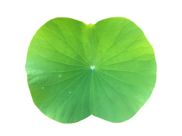 Isolerade Ett Ungt Lotusblad Med Klippvägar — Stockfoto