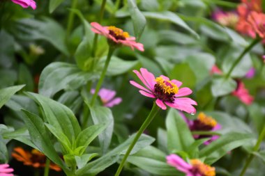 Zinnia çiçekleri açan, doğal bulanık arka plan, yumuşak ve seçici odak.