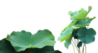 Kesme yolları olan genç bir nilüfer yaprağını izole ettim..