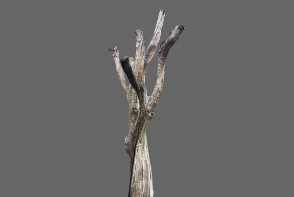 Isolated Dead Trunk Clipping Paths — Stock Photo, Image