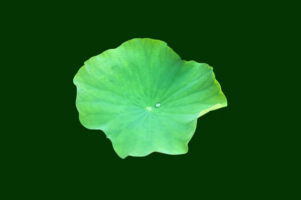 Geïsoleerde Jonge Waterlelie Lotusblad Met Knippaden — Stockfoto