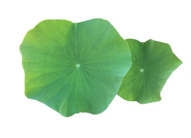 Kesme yolları olan ıssız nilüfer yaprağı ya da nilüfer yaprağı.