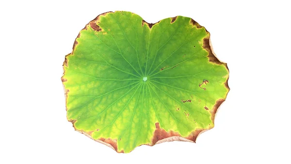 Geïsoleerd Blad Van Waterlelie Lotus Met Knippaden — Stockfoto