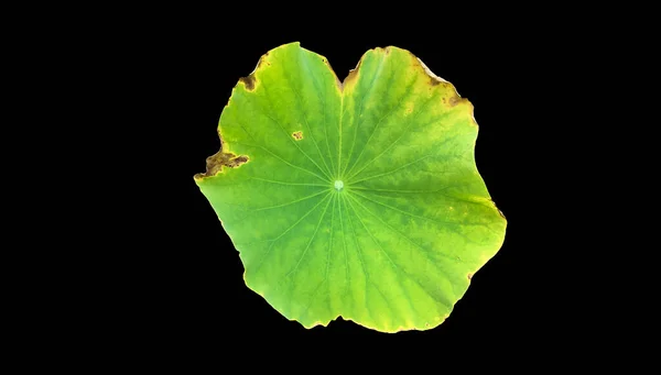 Isolerade Blad Vattenlilja Eller Lotus Med Klippvägar — Stockfoto