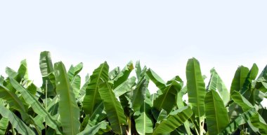 Muz yaprakları ve mavi arka planlı muz ağaçları. Yumuşak ve seçici odak.