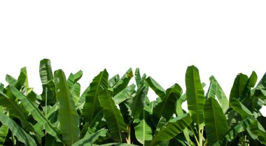 Kesme yolları olan yalıtılmış muz yaprakları.