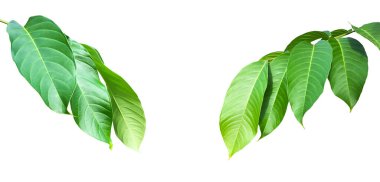 Kraliçe Crepe Myrtle 'ın yeşil yaprakları beyaz arka planda izole edilmiş, kesme yolları.