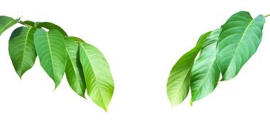 Kraliçe Crepe Myrtle 'ın yeşil yaprakları beyaz arka planda izole edilmiş, kesme yolları.