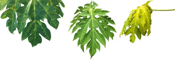 Feuille Papaye Isolée Avec Des Chemins Coupe — Photo