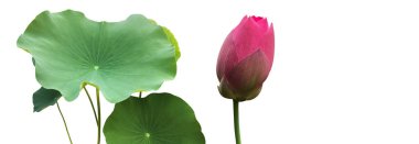 İzole edilmiş sulu nilüfer bitkisi, bırak, kırpma yolları olan çiçek..