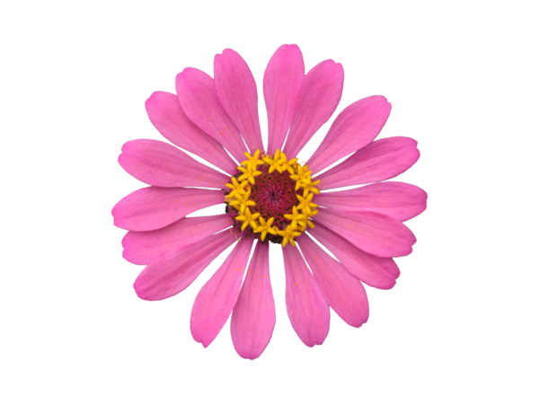 Şeffaf arkaplan ile izole edilmiş çinni başlıkları.