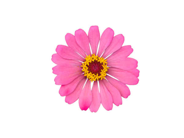 Şeffaf arkaplan ile izole edilmiş çinni başlıkları.