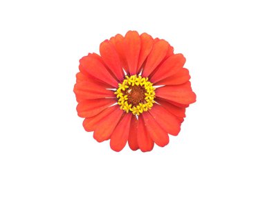 şeffaf arkaplanı olan çinnia çiçekli başlıklar