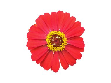 şeffaf arkaplanı olan çinnia çiçekli başlıklar