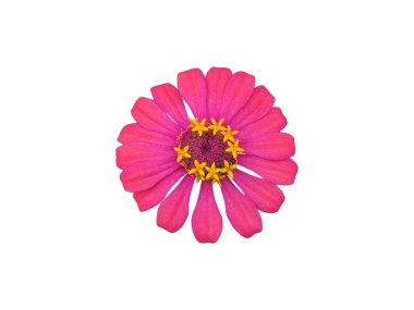 şeffaf arkaplanı olan çinnia çiçekli başlıklar