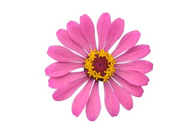 şeffaf arkaplanı olan çinnia çiçekli başlıklar